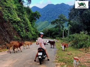 Motorbike rental