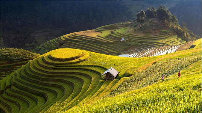 HÀ GIANG 7 ha giang mua lua chin
